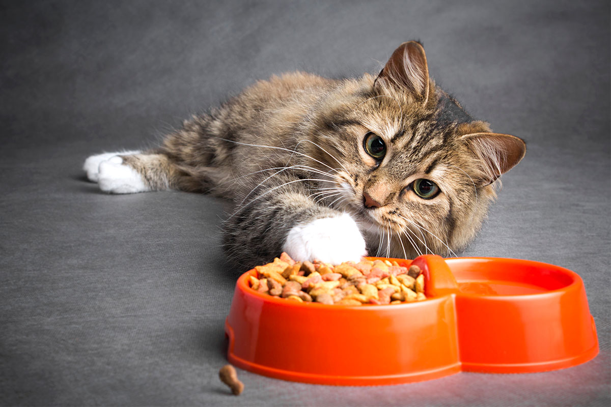 Alltech released its 2023 Global Feed Survey and Agri-Food Outlook report, detailing a rise in global pet food production